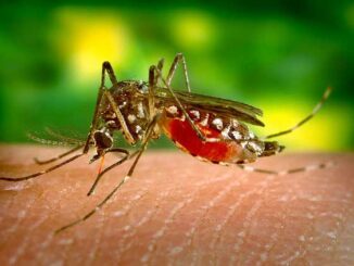 Chikungunya Virus in Bangladesh National Guideline Symptoms Treatment