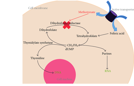 MTX mechanism of action