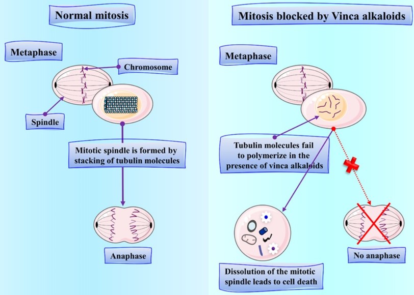 Vincristine